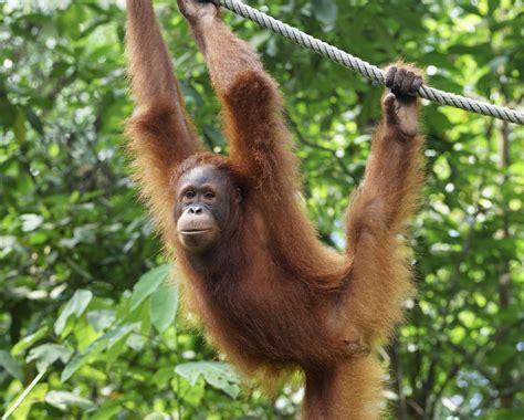 orangutans facts